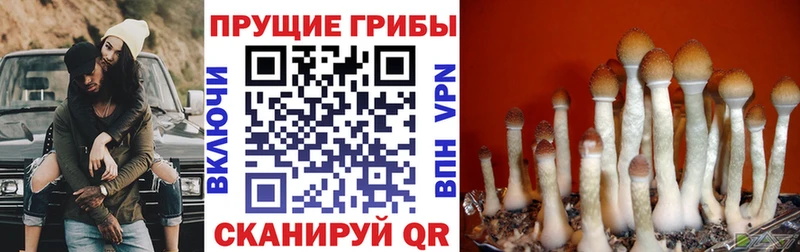 где купить наркоту Орехово-Зуево Галлюциногенные грибы мухоморы